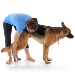 canine-exercise